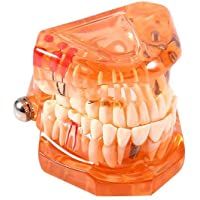 Ccylez Modelo de Dientes de enseñanza- Modelo estándar de Cristal Transparente Naranja- Modelo de Dientes Transparentes…